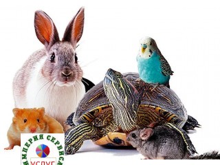 ЖИВОТНЫЕ, РЕПТИЛИИ, ГРЫЗУНЫ, ПТИЦЫ, РЫБКИ