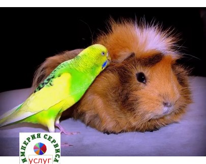 Животные, рептилии, грызуны, птицы, рыбки