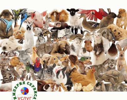 АРЕНДА ДОМАШНИХ ЖИВОТНЫХ И ПТИЦ